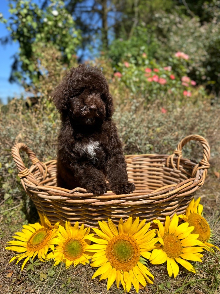 Du pré moussey - Chiots disponibles - Caniche