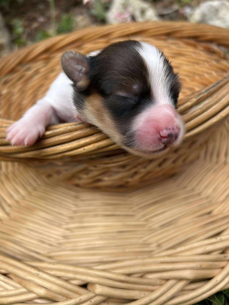 Du pré moussey - Chiots disponibles - Epagneul nain Continental (Papillon)