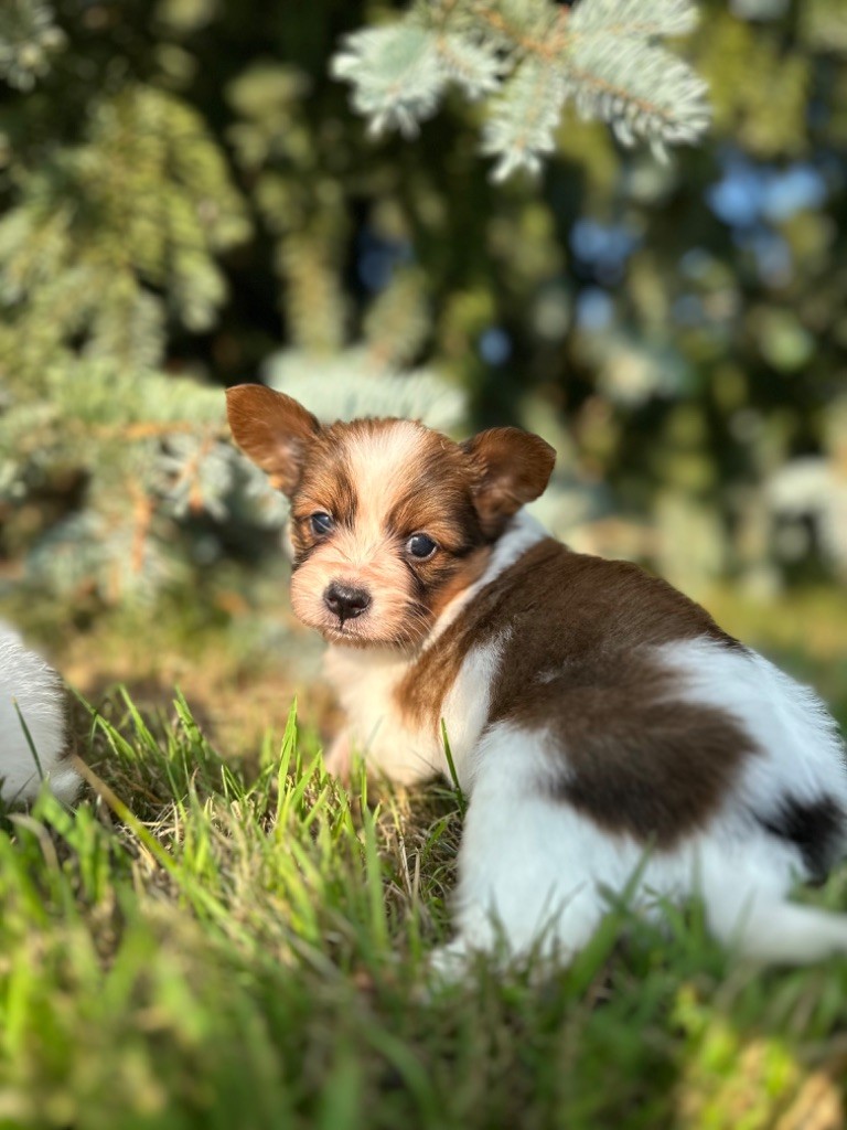 Du pré moussey - Chiots disponibles - Epagneul nain Continental (Papillon)