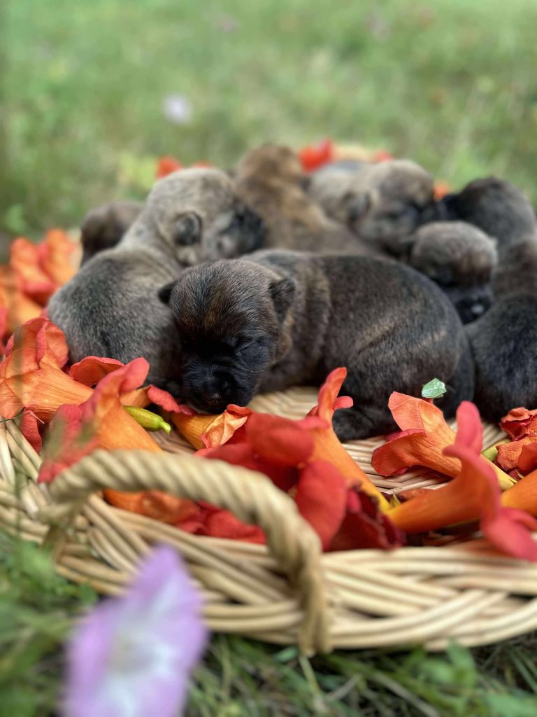 Du pré moussey - Chiots disponibles - Cairn Terrier