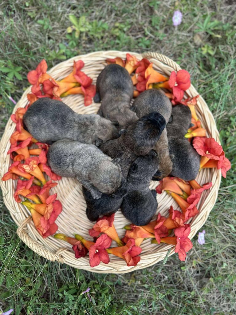 Chiot Cairn Terrier Du pré moussey