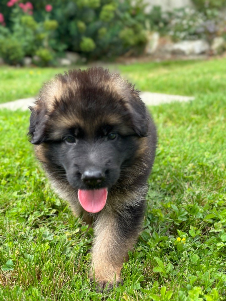 Du pré moussey - Chiots disponibles - Berger Allemand Poil Long