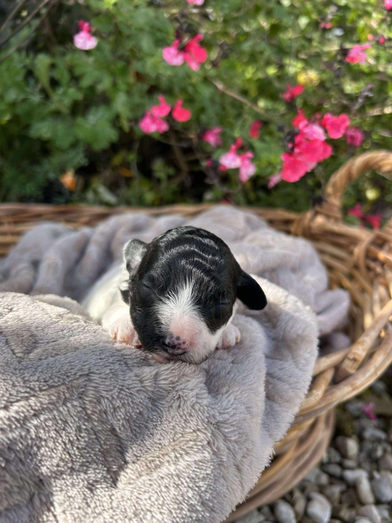 Du pré moussey - Chiots disponibles - Caniche