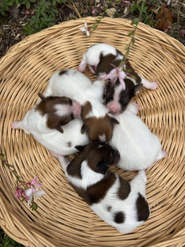 Chiot Epagneul nain Continental (Papillon) Du pré moussey