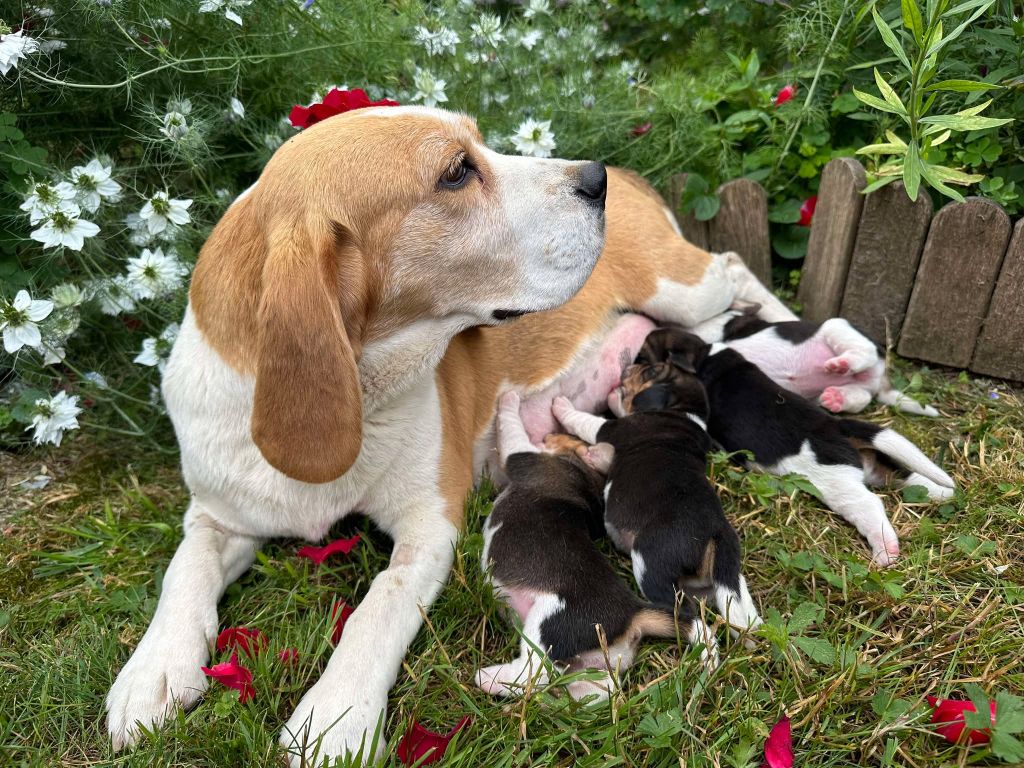 Chiot Beagle Du pré moussey
