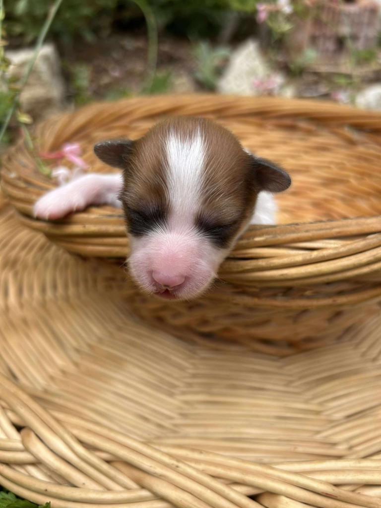 Du pré moussey - Chiots disponibles - Epagneul nain Continental (Papillon)