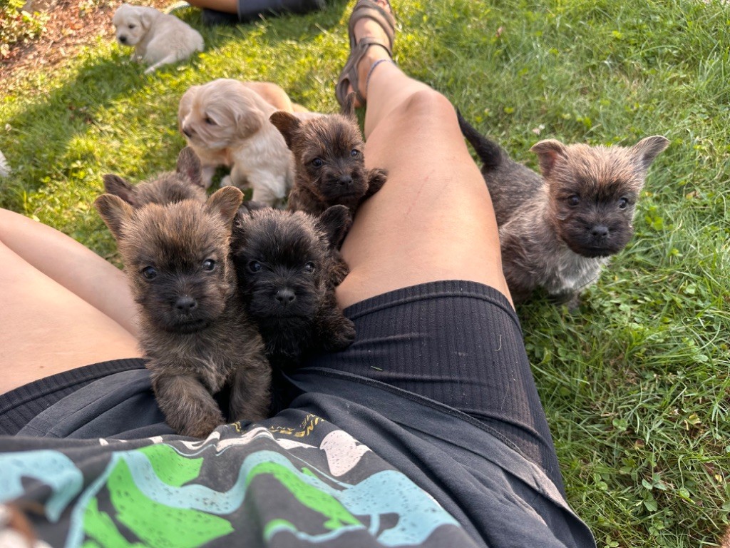 Du pré moussey - Chiots disponibles - Cairn Terrier