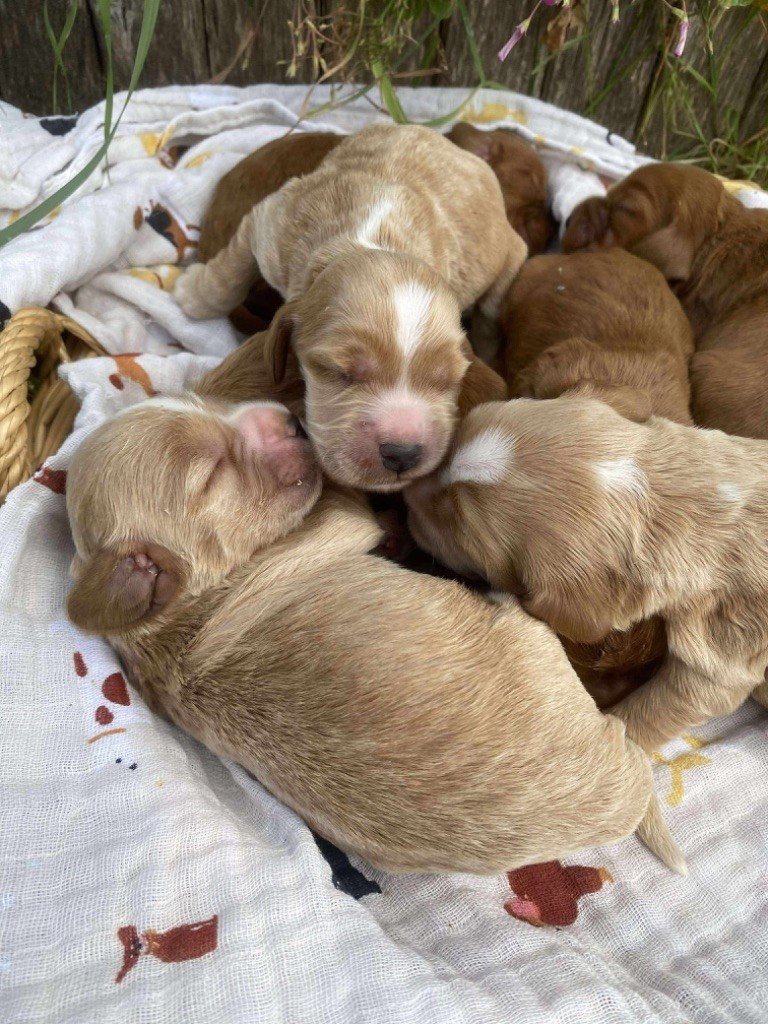 Du pré moussey - Chiots disponibles - Cocker Spaniel Anglais