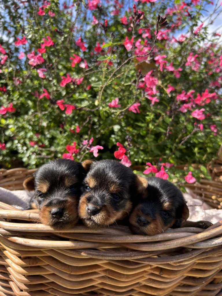 Chiot Yorkshire Terrier Du pré moussey