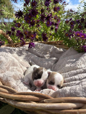CHIOT