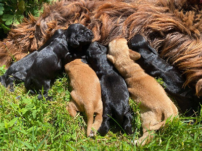CHIOT