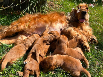 CHIOT 6