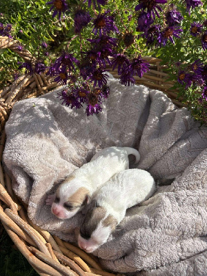 CHIOT