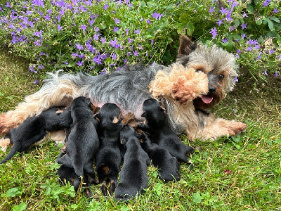 CHIOT