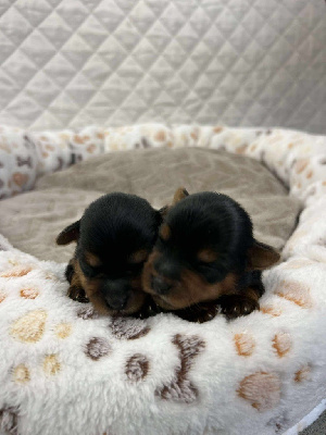 CHIOT