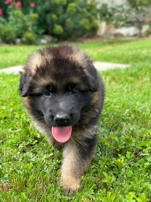 CHIOT