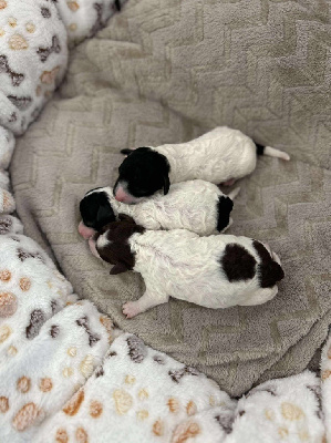 CHIOT