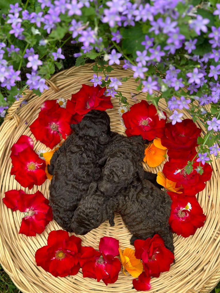 Du pré moussey - Chiots disponibles - Caniche