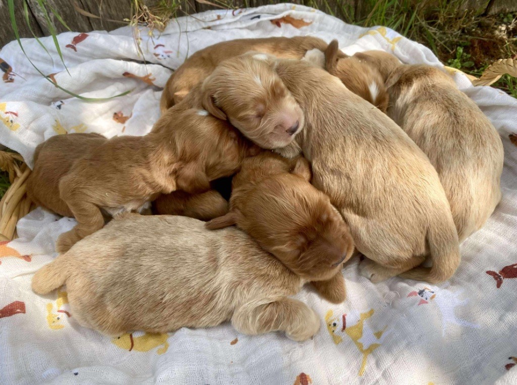 Chiot Cocker Spaniel Anglais Du pré moussey