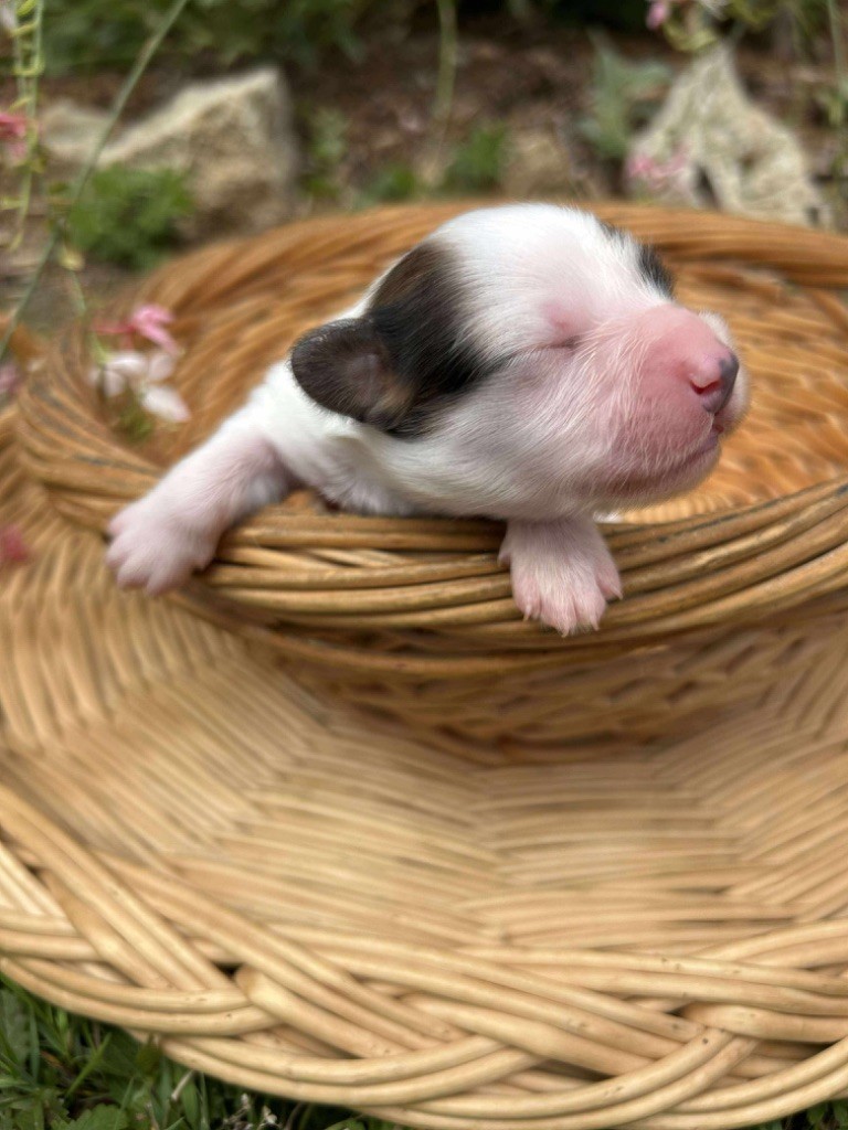 Du pré moussey - Chiots disponibles - Epagneul nain Continental (Papillon)