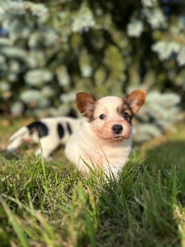 Du pré moussey - Chiots disponibles - Epagneul nain Continental (Papillon)