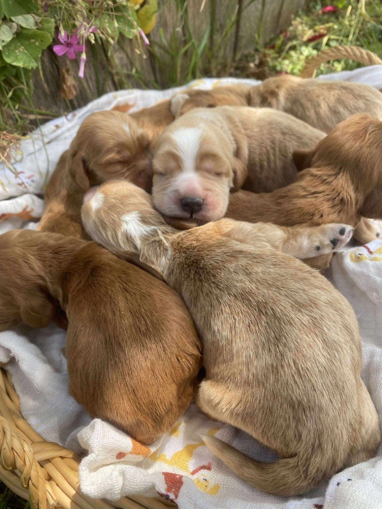 Du pré moussey - Chiots disponibles - Cocker Spaniel Anglais