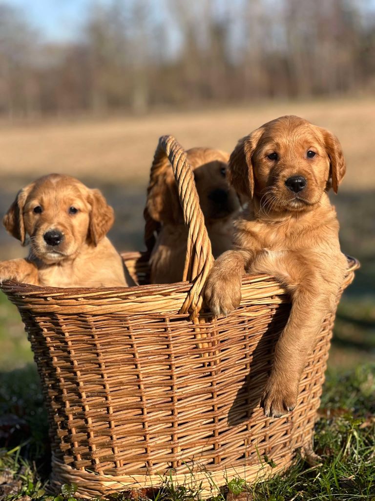 Du pré moussey - Chiots disponibles - Golden Retriever