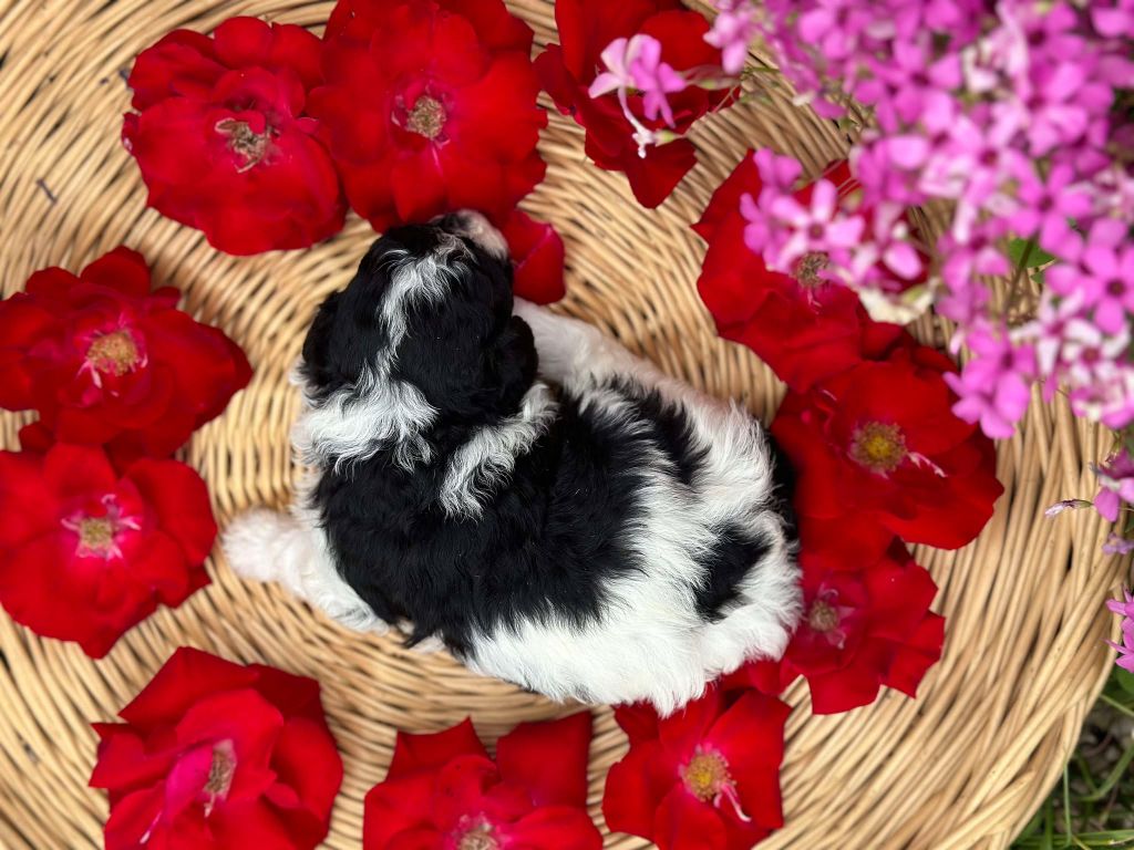 Du pré moussey - Chiots disponibles - Caniche