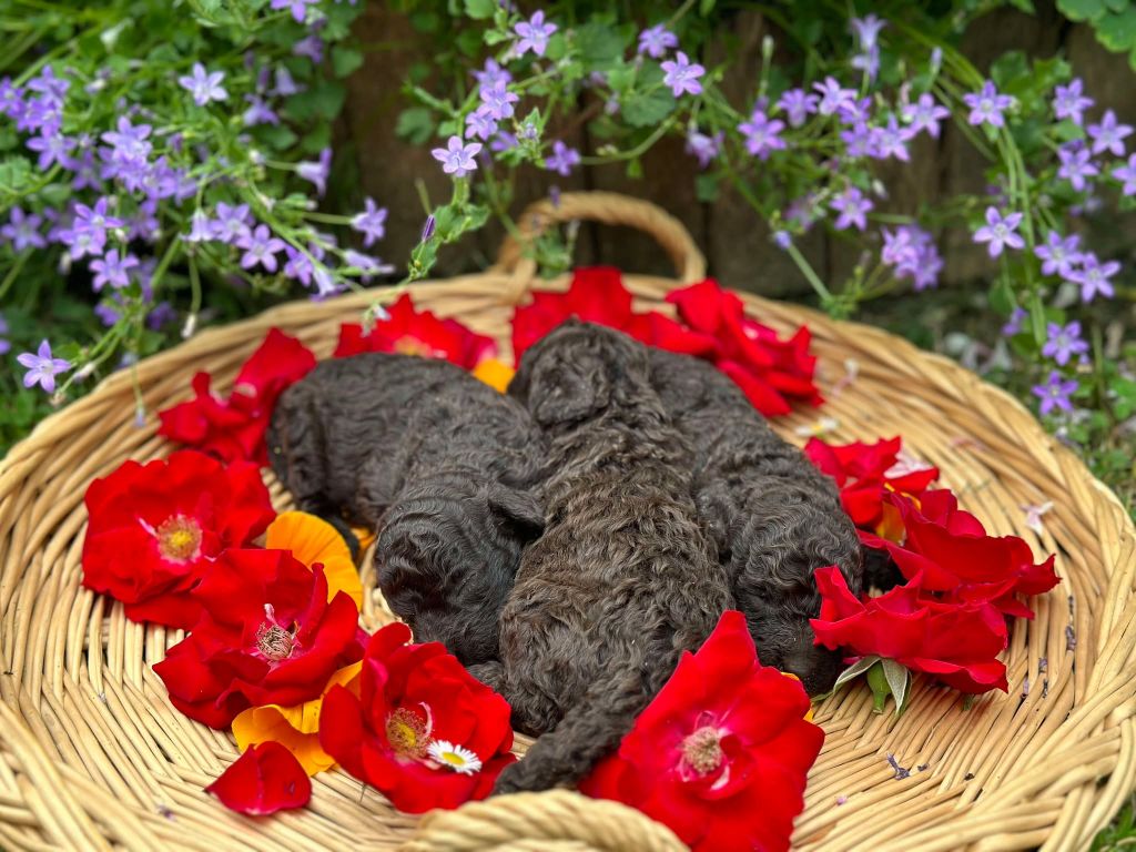 Du pré moussey - Chiots disponibles - Caniche