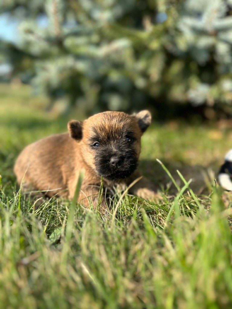 Du pré moussey - Chiots disponibles - Cairn Terrier