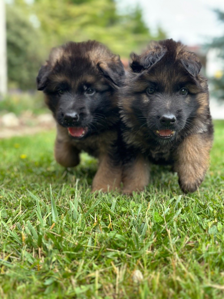 Chiot Berger Allemand Poil Long Du pré moussey