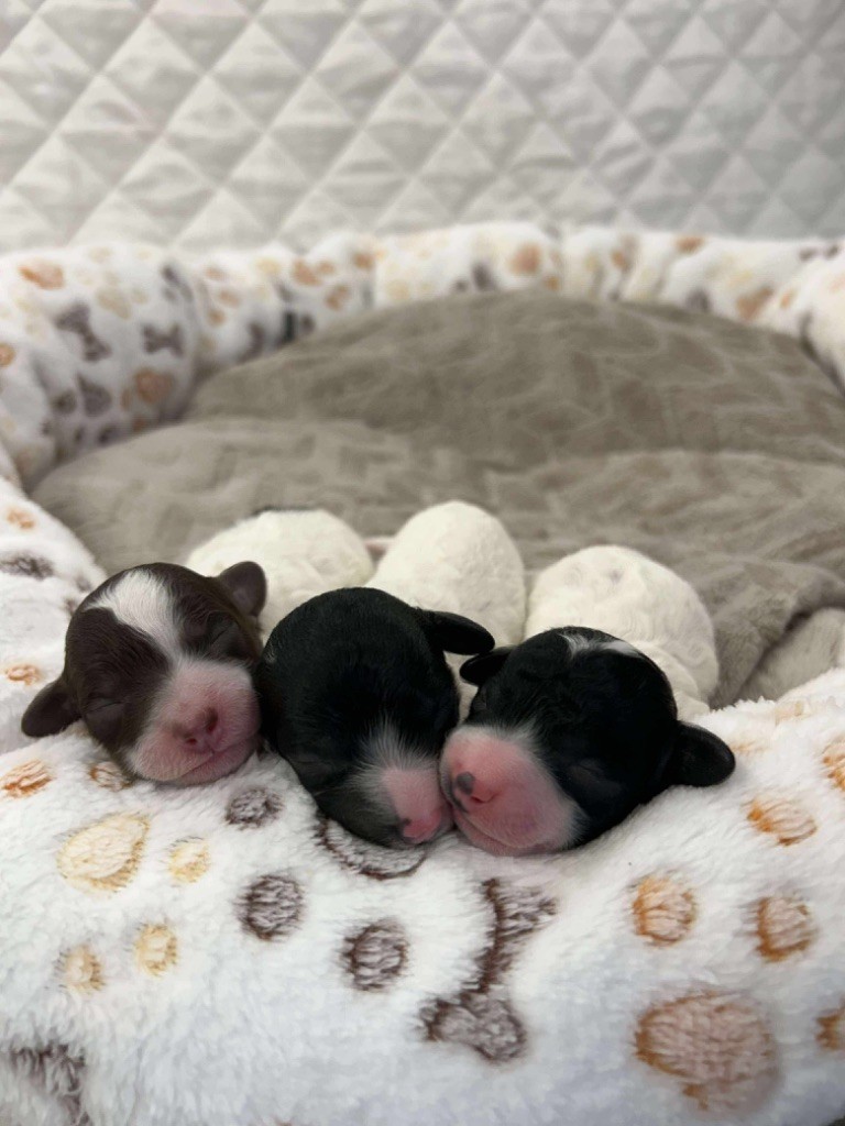 Du pré moussey - Chiots disponibles - Caniche