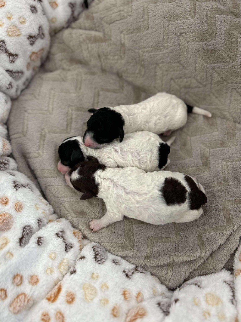 Du pré moussey - Chiots disponibles - Caniche