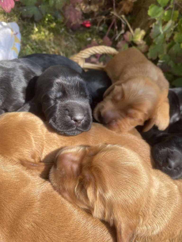 Du pré moussey - Chiots disponibles - Cocker Spaniel Anglais
