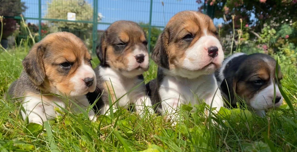 Du pré moussey - Chiots disponibles - Beagle