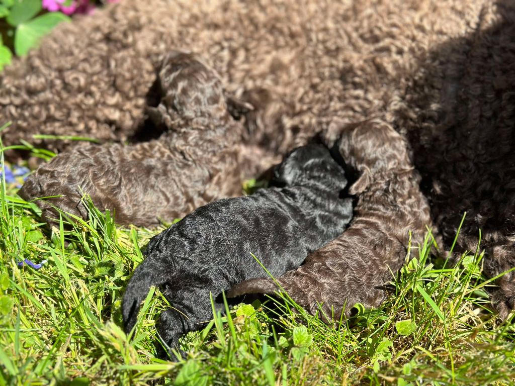Du pré moussey - Chiots disponibles - Caniche