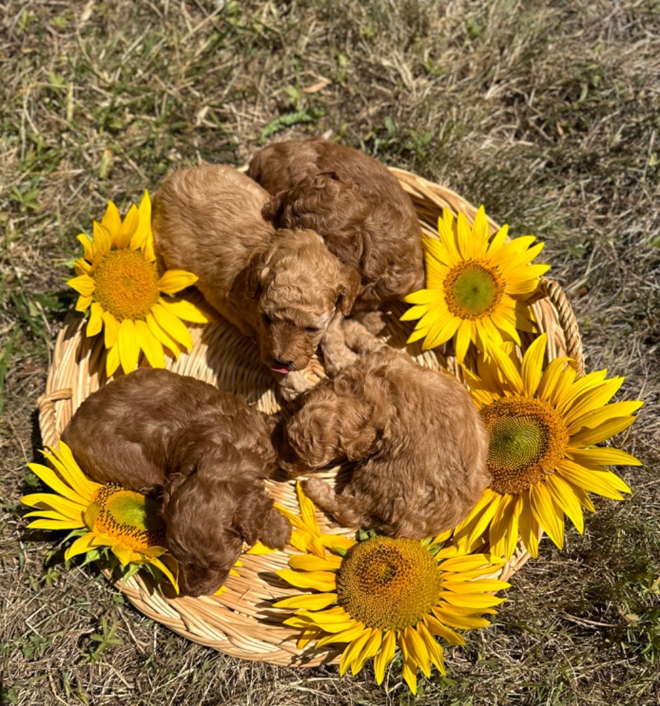 Du pré moussey - Chiots disponibles - Caniche