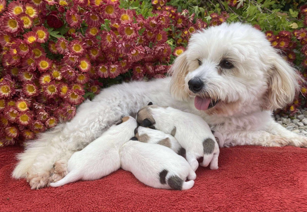 Chiot Coton de Tulear Du pré moussey