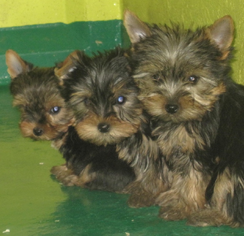 Chiot Yorkshire Terrier Du pré moussey