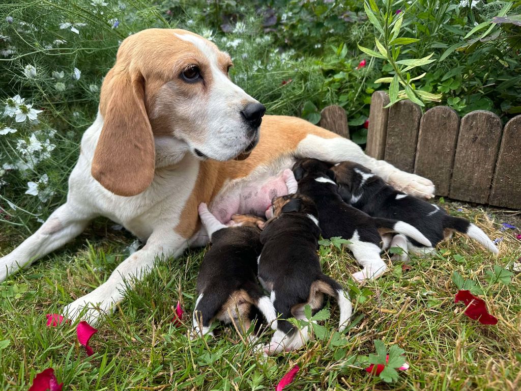 Du pré moussey - Chiots disponibles - Beagle