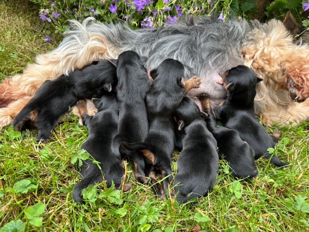 Chiot Yorkshire Terrier Du pré moussey