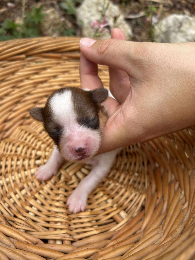 Du pré moussey - Chiots disponibles - Epagneul nain Continental (Papillon)