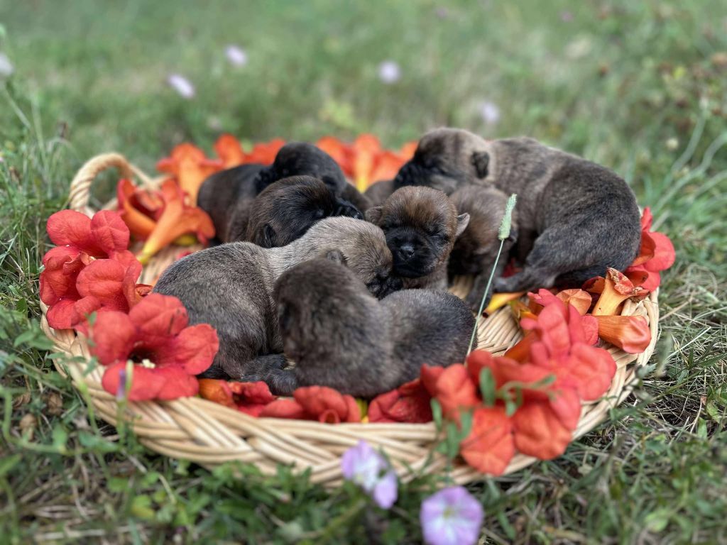 Du pré moussey - Chiots disponibles - Cairn Terrier