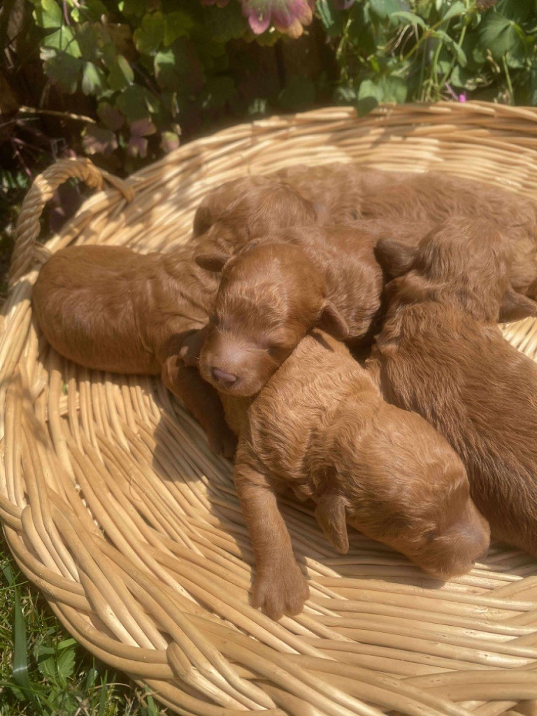 Du pré moussey - Chiots disponibles - Caniche