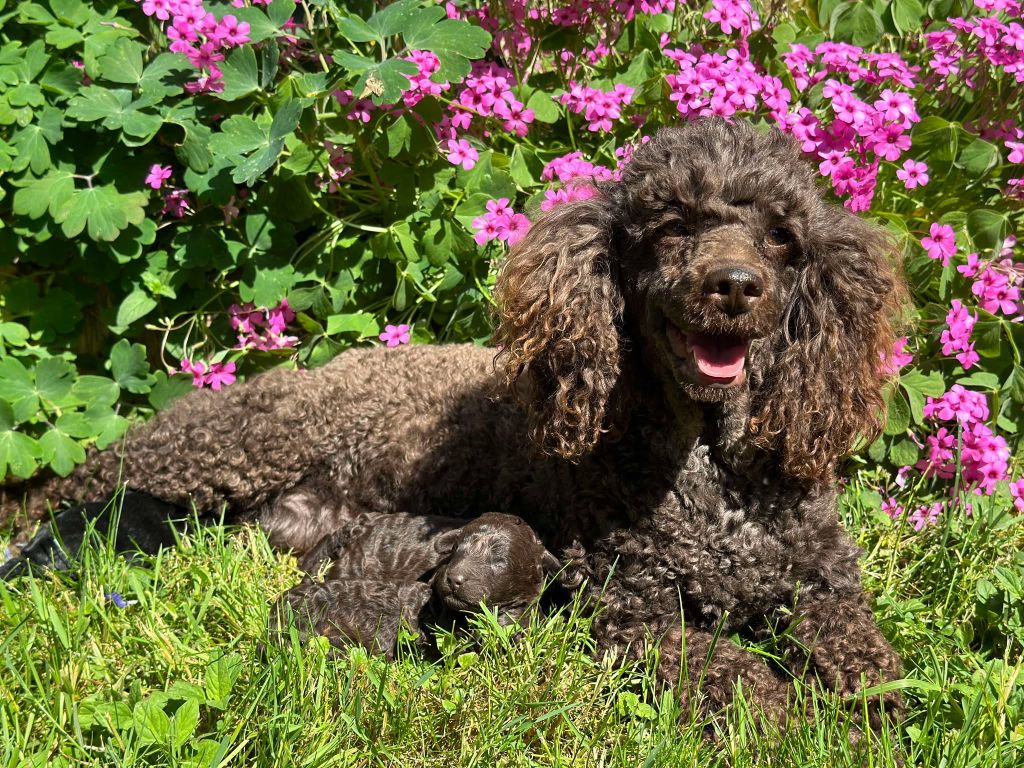 Chiot Caniche Du pré moussey