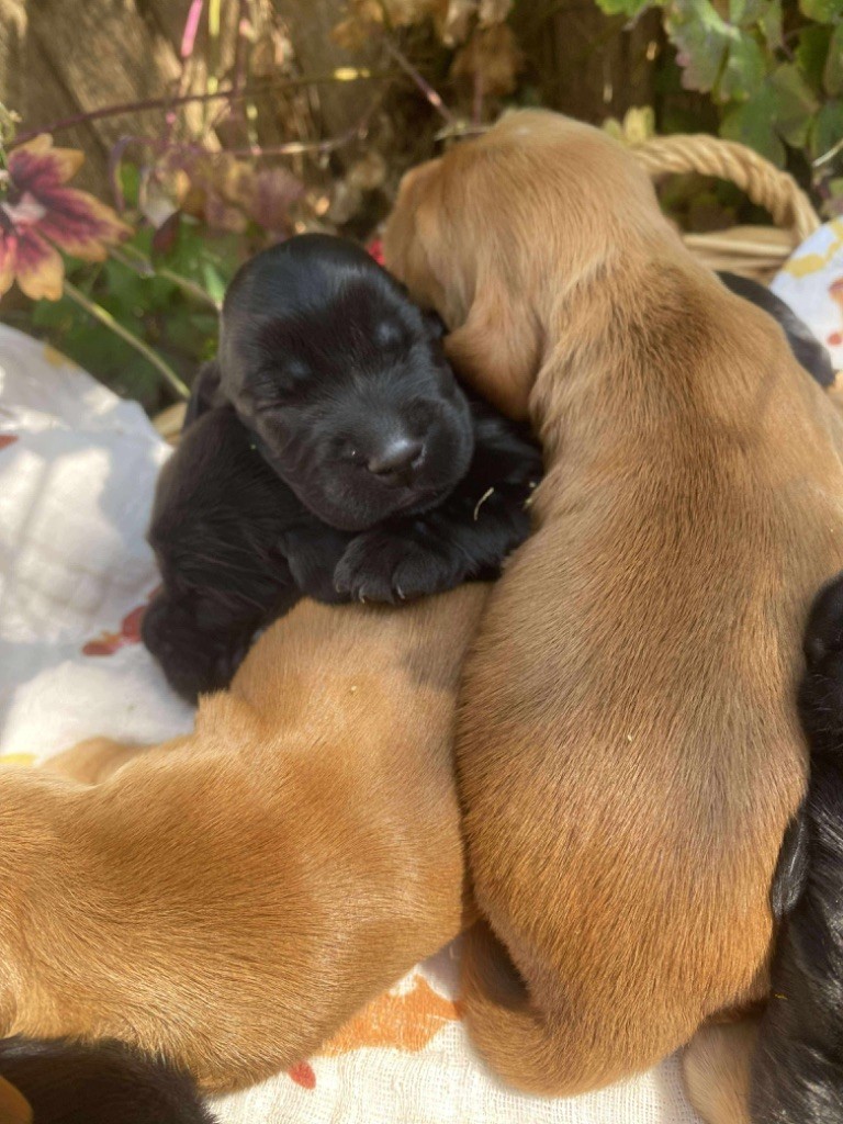 Du pré moussey - Chiots disponibles - Cocker Spaniel Anglais