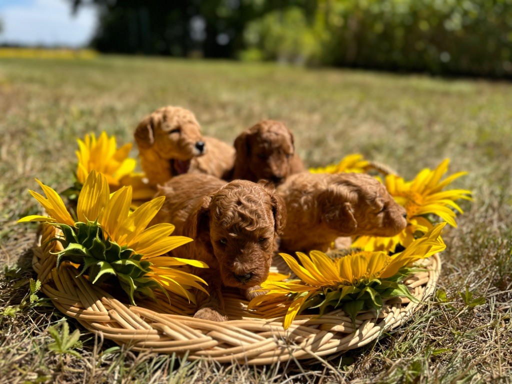 Chiot Caniche Du pré moussey
