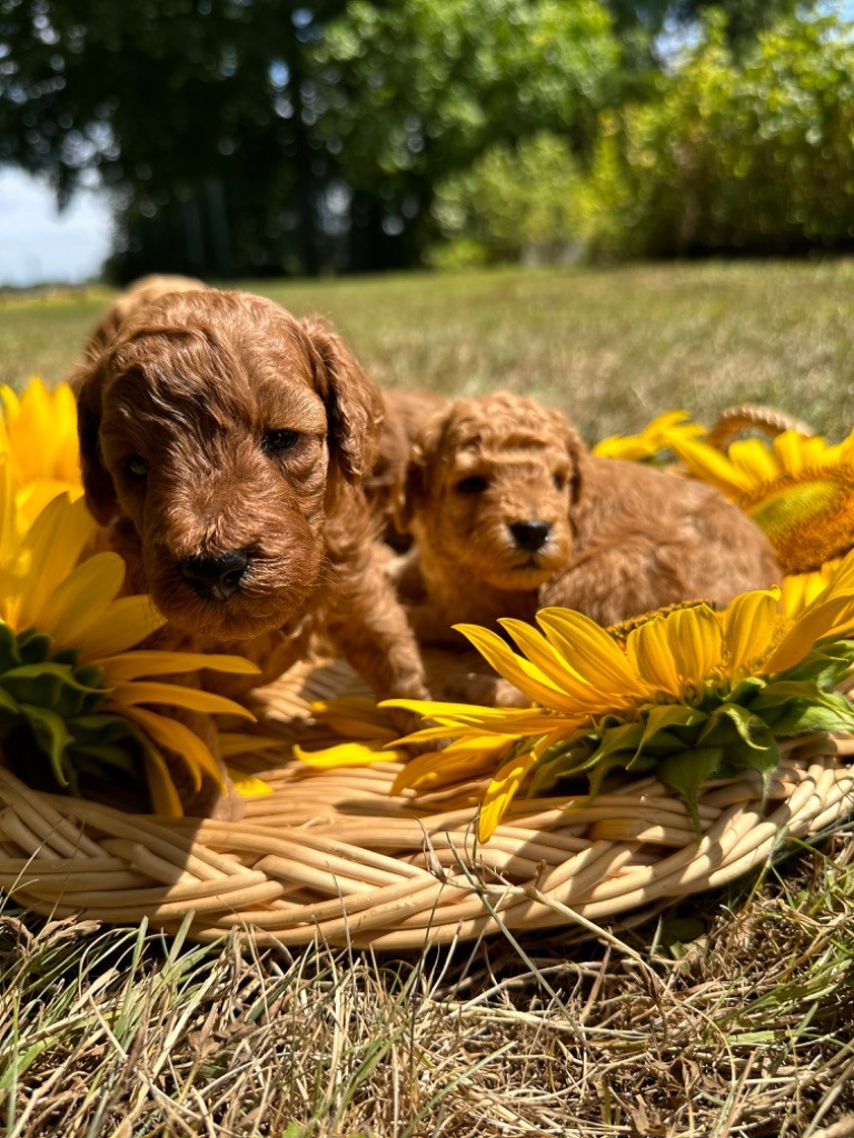 Du pré moussey - Chiots disponibles - Caniche
