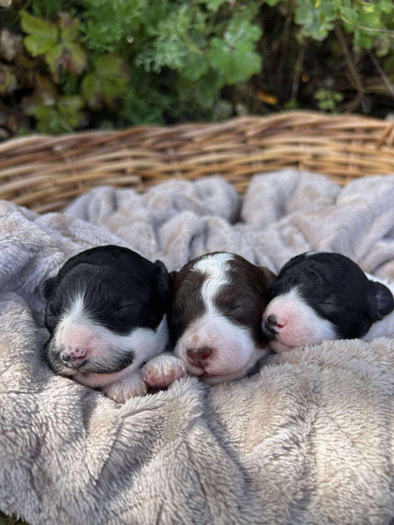 Chiot Caniche Du pré moussey